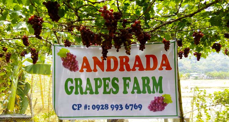 Andrada-GrapesFarm