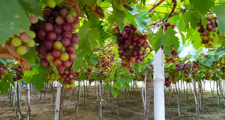 Gapuz-Grape-Farm-Bauang-La-Union