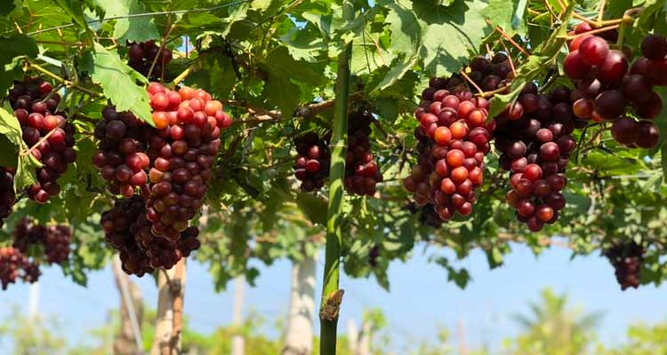 Manguerra-Grapes-Farm
