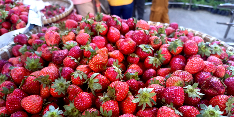 Summer Capital Of The Philippines - Strawberries