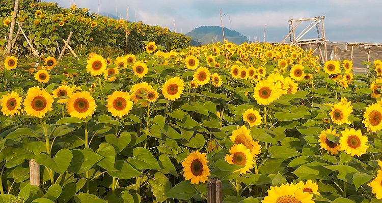 Bahong Sunflower Farm