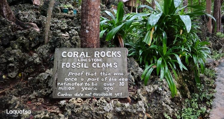 Enchanted Cave Bolinao - Corals